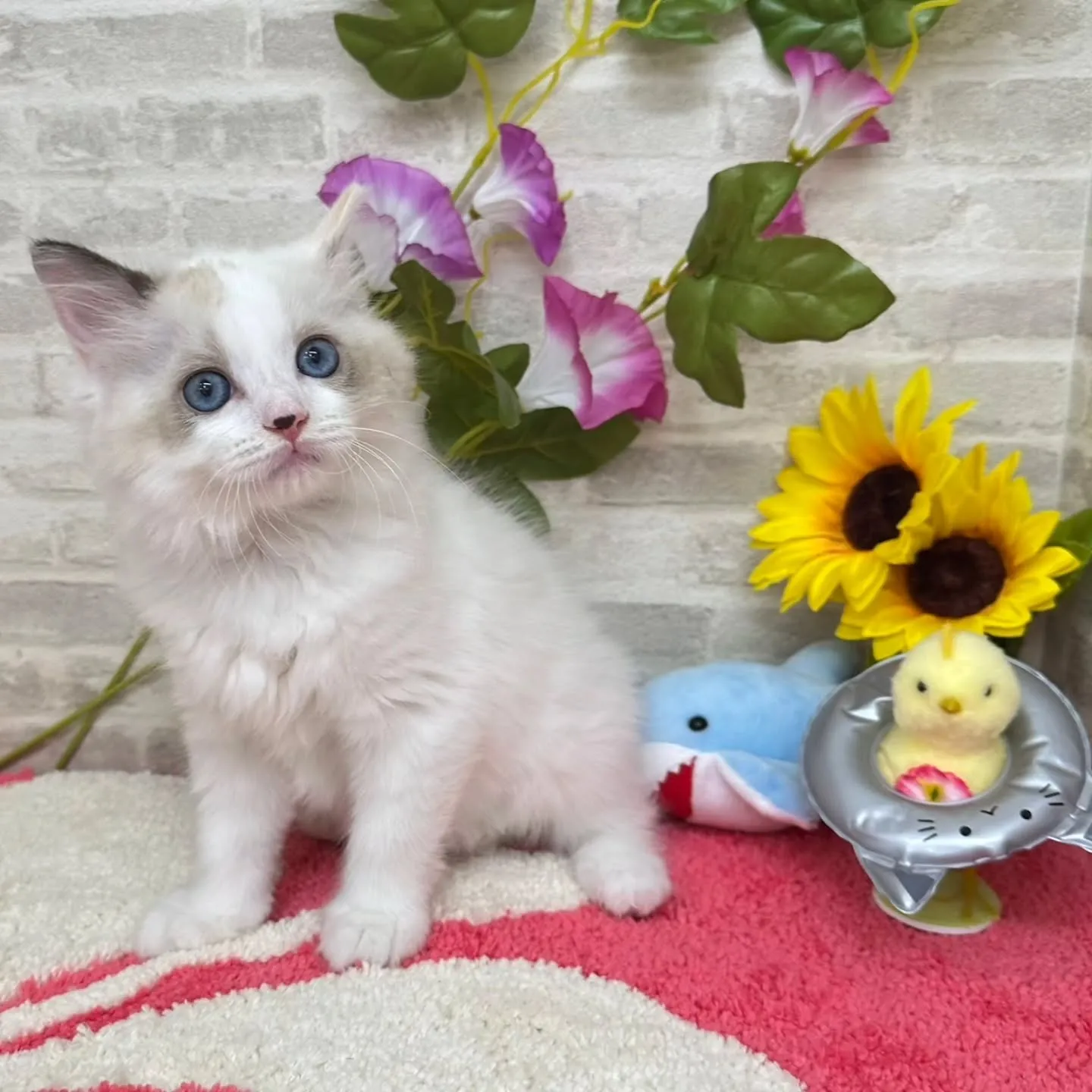Kさまご契約にゃんこちゃん😺❤️