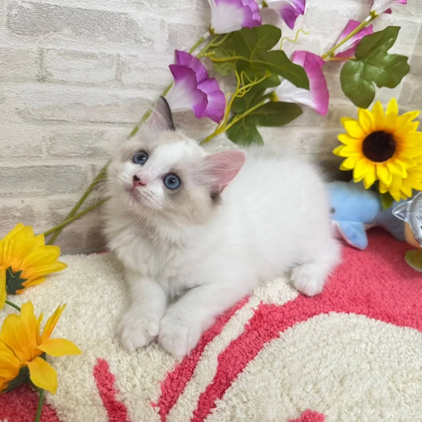 Kさまご契約にゃんこちゃん😺❤️