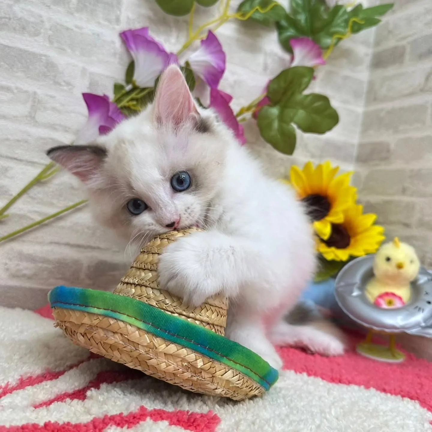 Kさまご契約にゃんこちゃん😺❤️