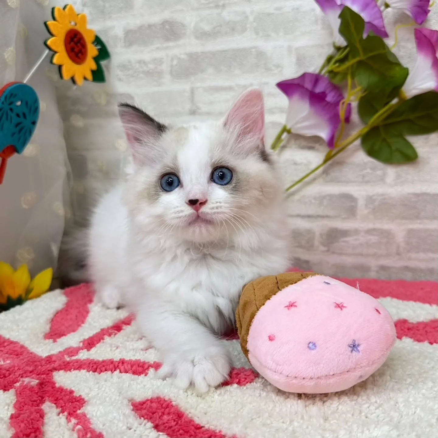 Kさまご契約にゃんこちゃん😺❤️