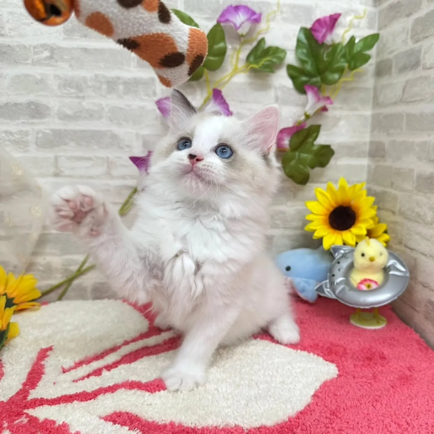 Kさまご契約にゃんこちゃん😺❤️