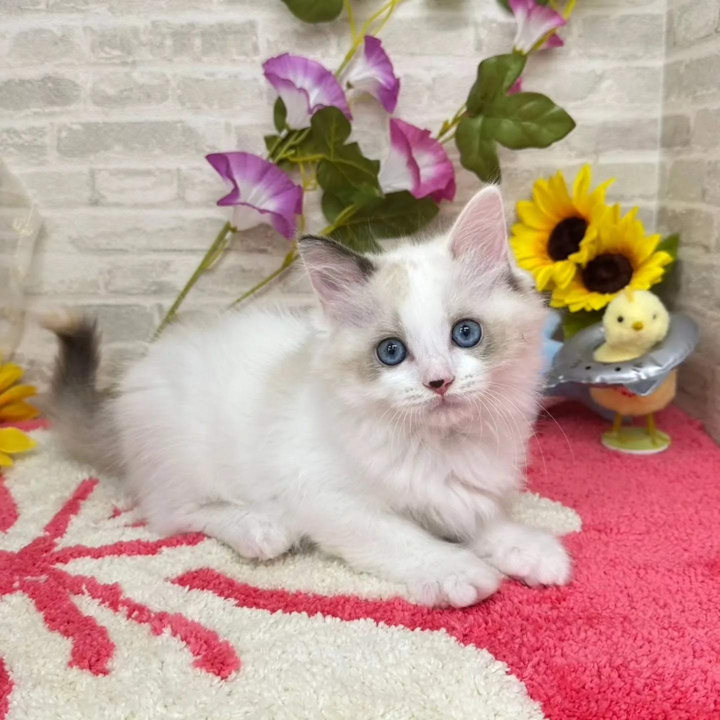 Kさまご契約にゃんこちゃん😺❤️