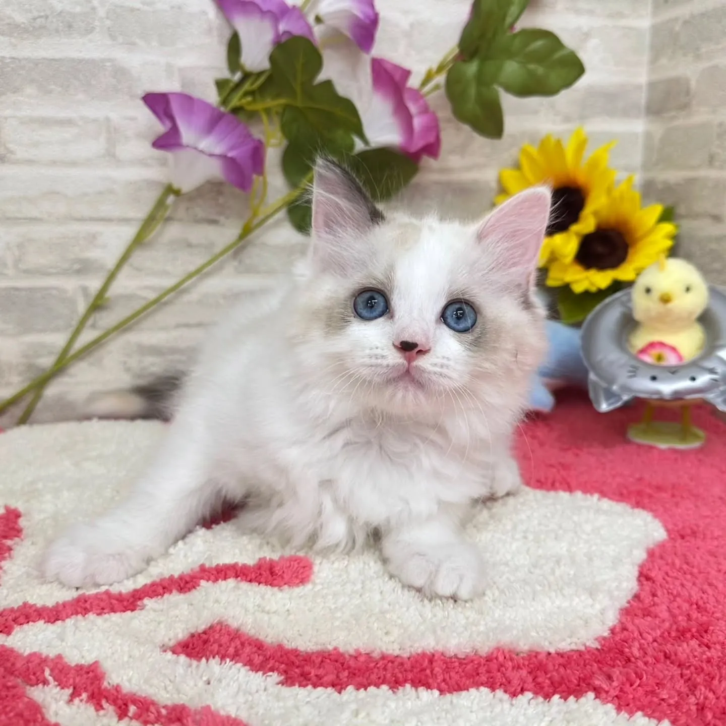 Kさまご契約にゃんこちゃん😺❤️
