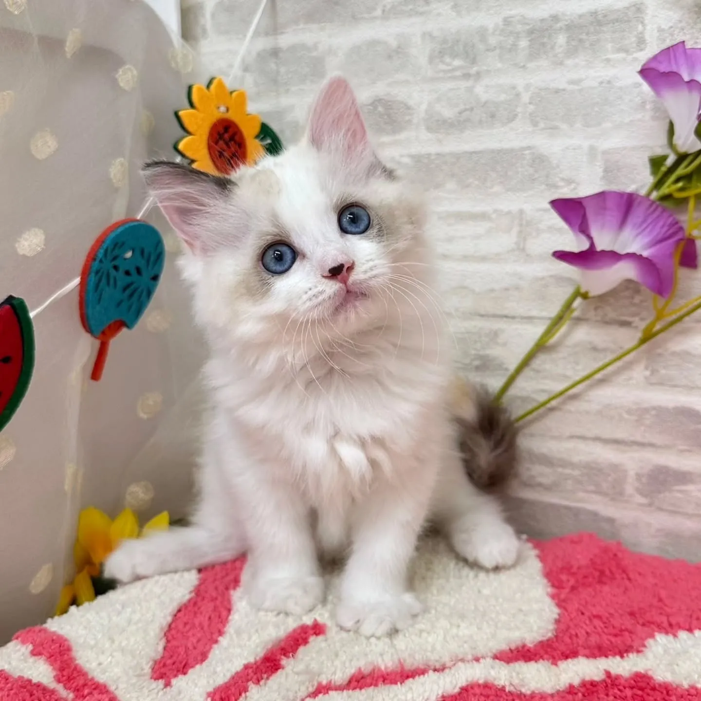 Kさまご契約にゃんこちゃん😺❤️