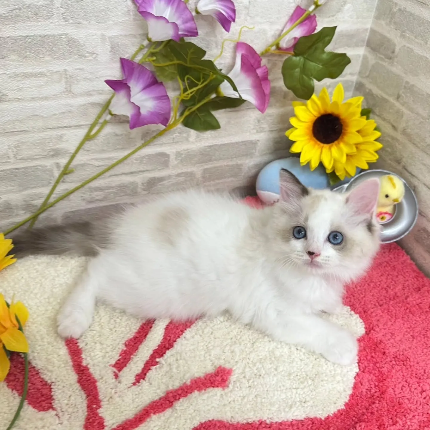 Kさまご契約にゃんこちゃん😺❤️