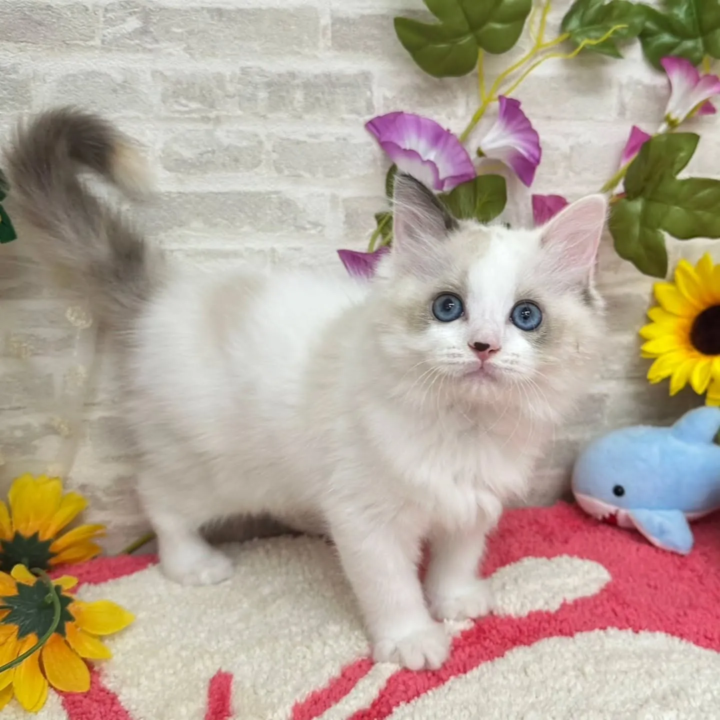 Kさまご契約にゃんこちゃん😺❤️