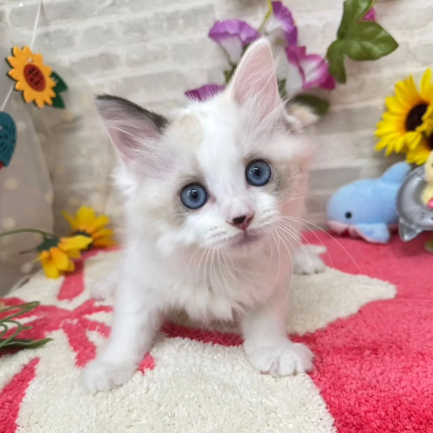 Kさまご契約にゃんこちゃん😺❤️