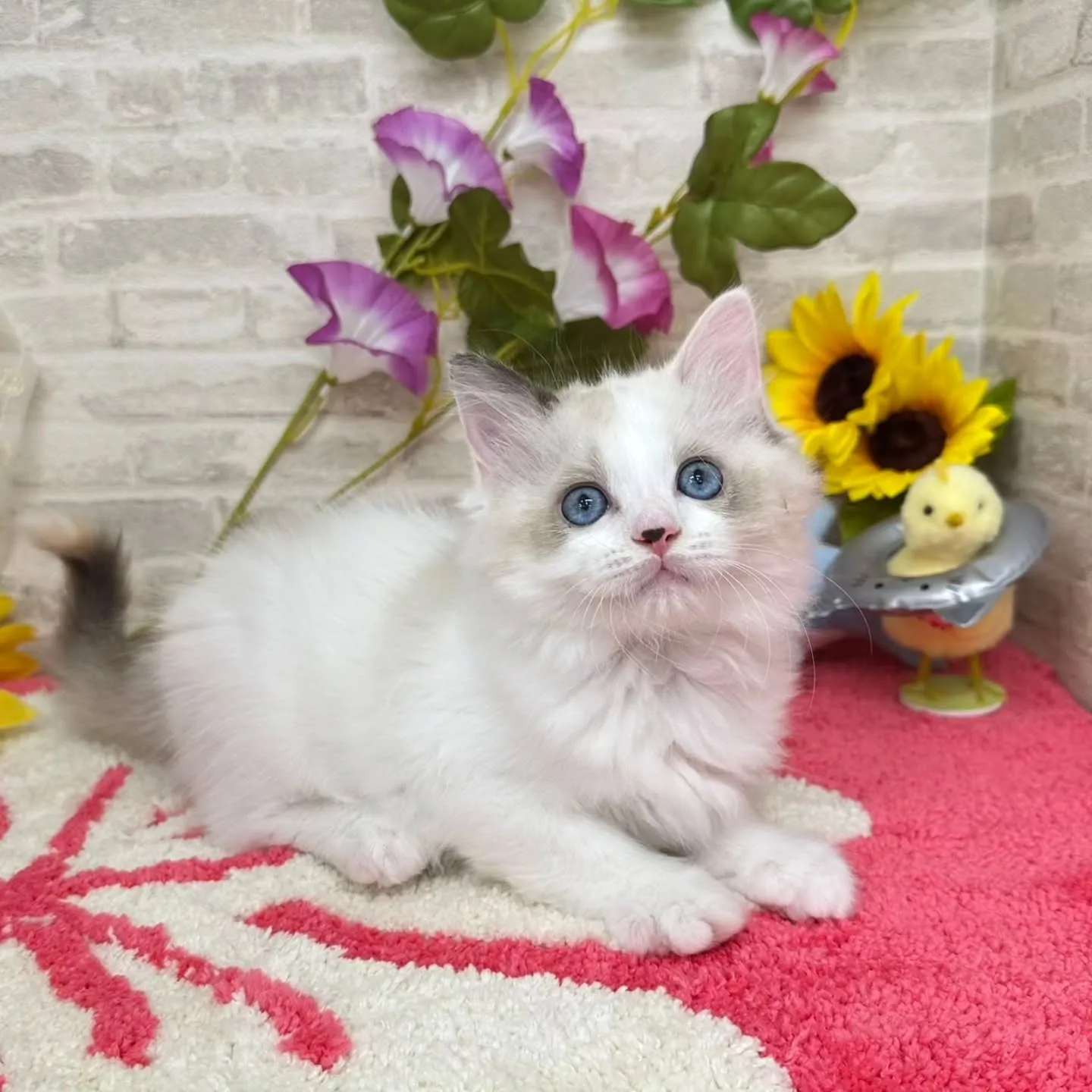 Kさまご契約にゃんこちゃん😺❤️