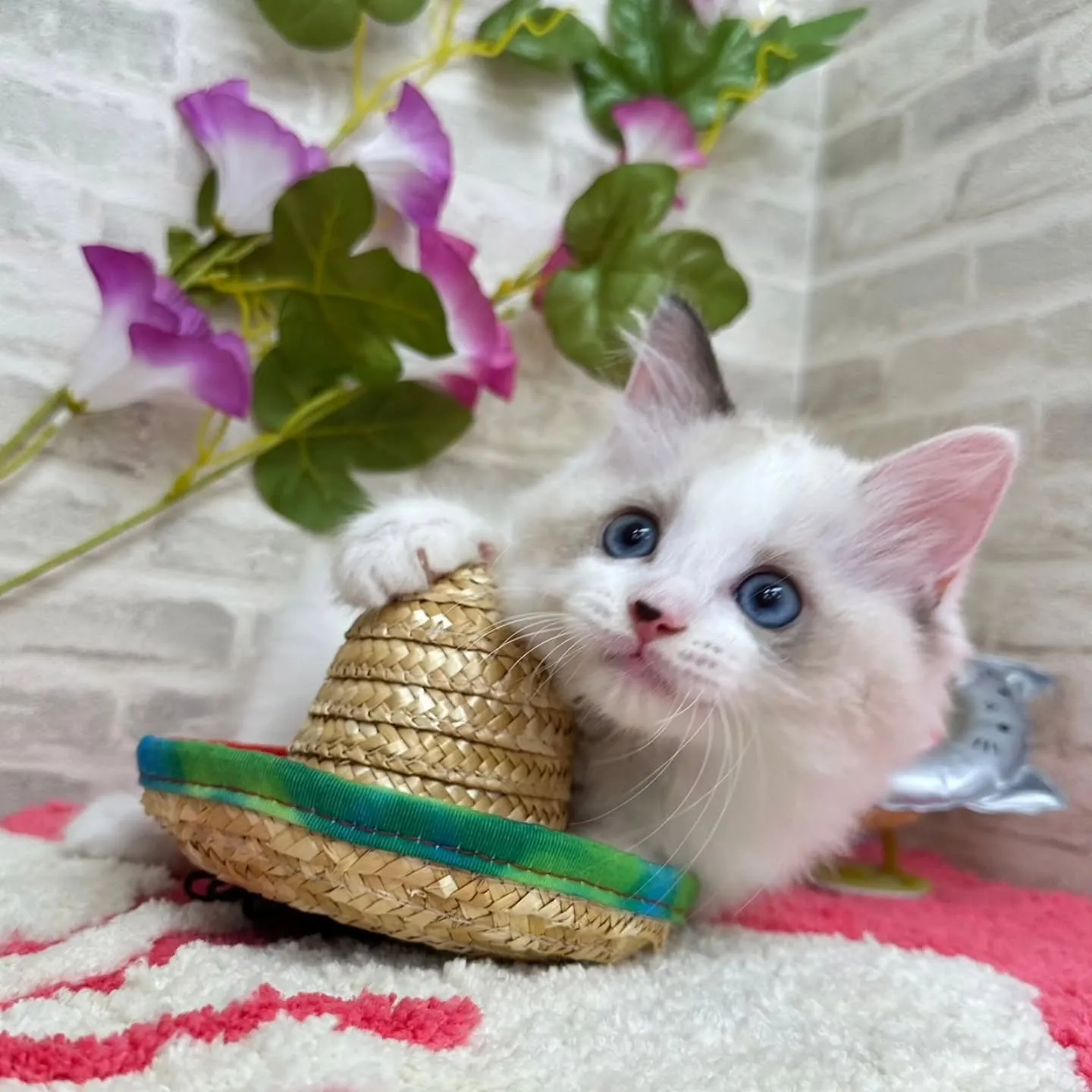 Kさまご契約にゃんこちゃん😺❤️