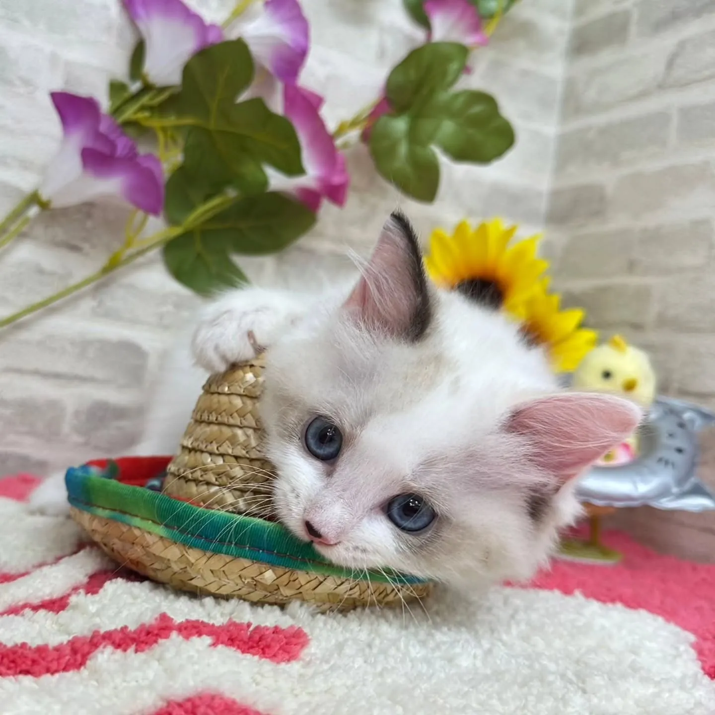 Kさまご契約にゃんこちゃん😺❤️