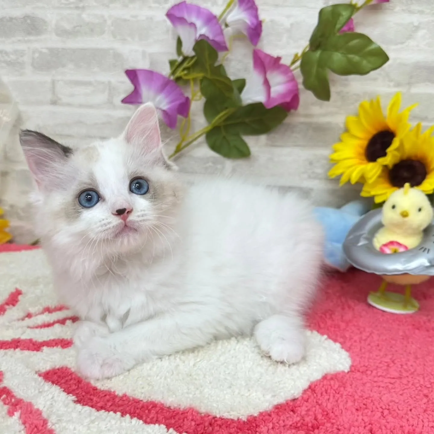 Kさまご契約にゃんこちゃん😺❤️