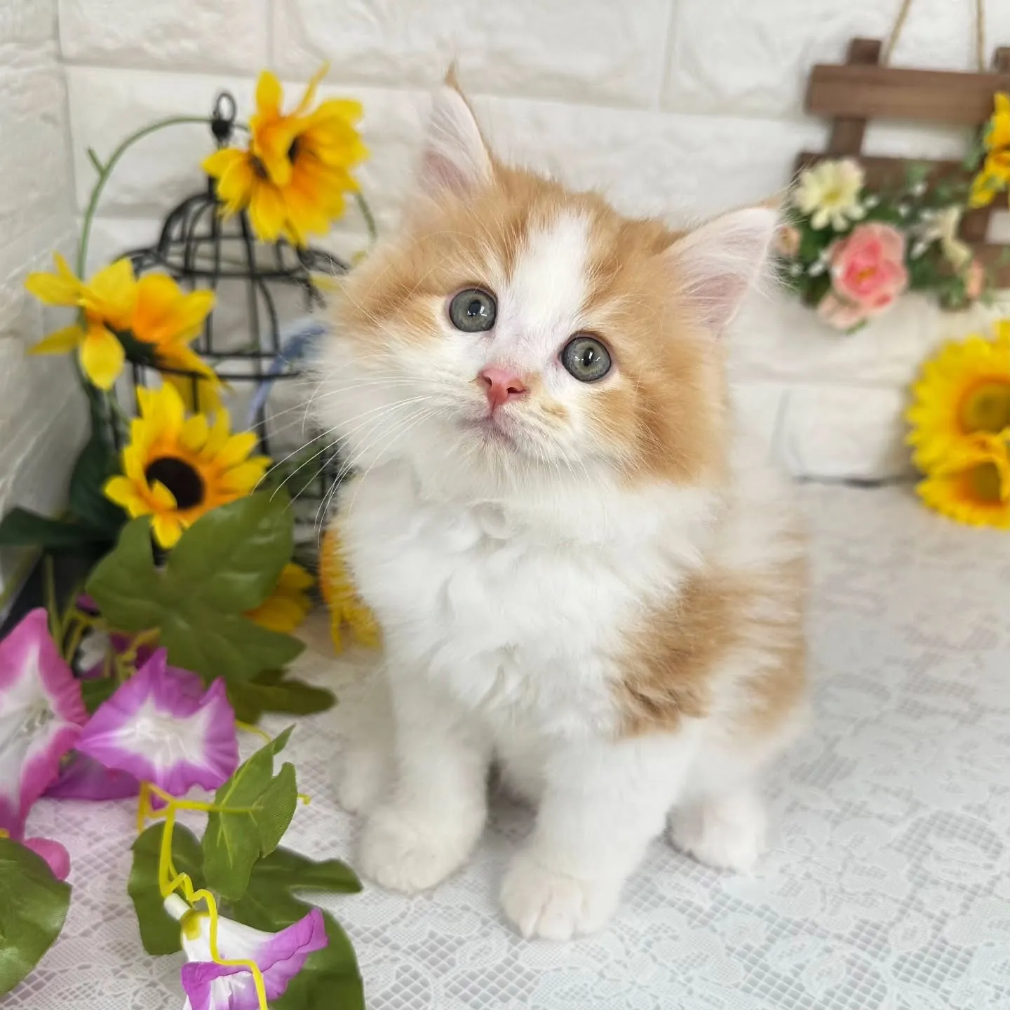 MIX🌻マンチカン×サイベリアン🌻
