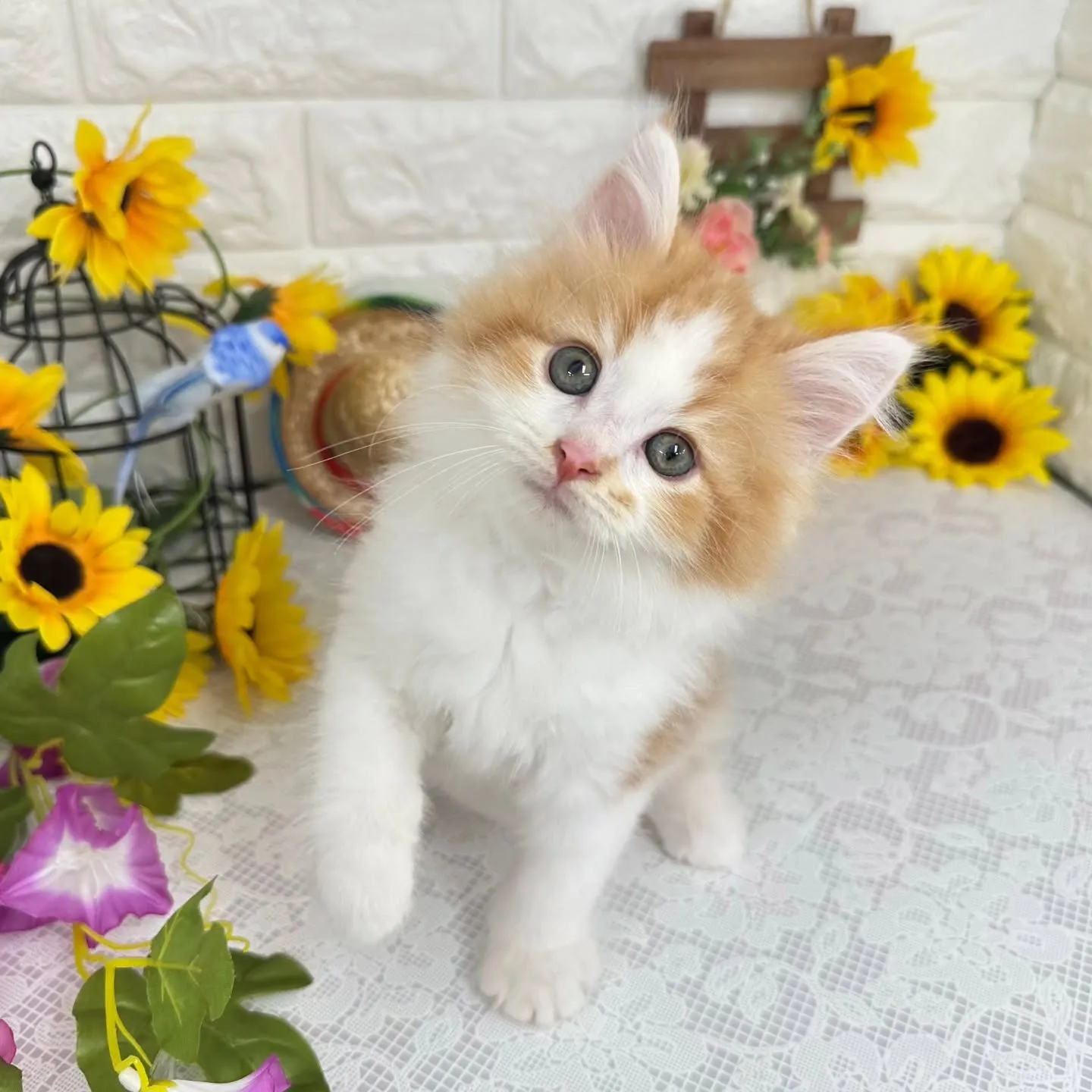 MIX🌻マンチカン×サイベリアン🌻