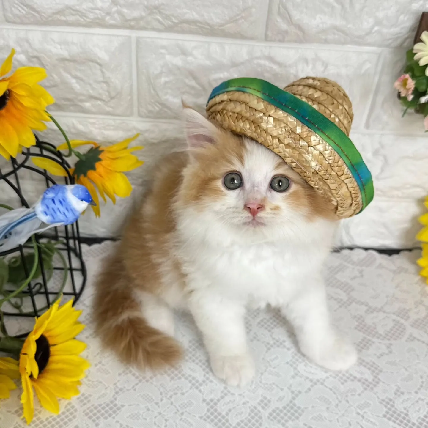 MIX🌻マンチカン×サイベリアン🌻