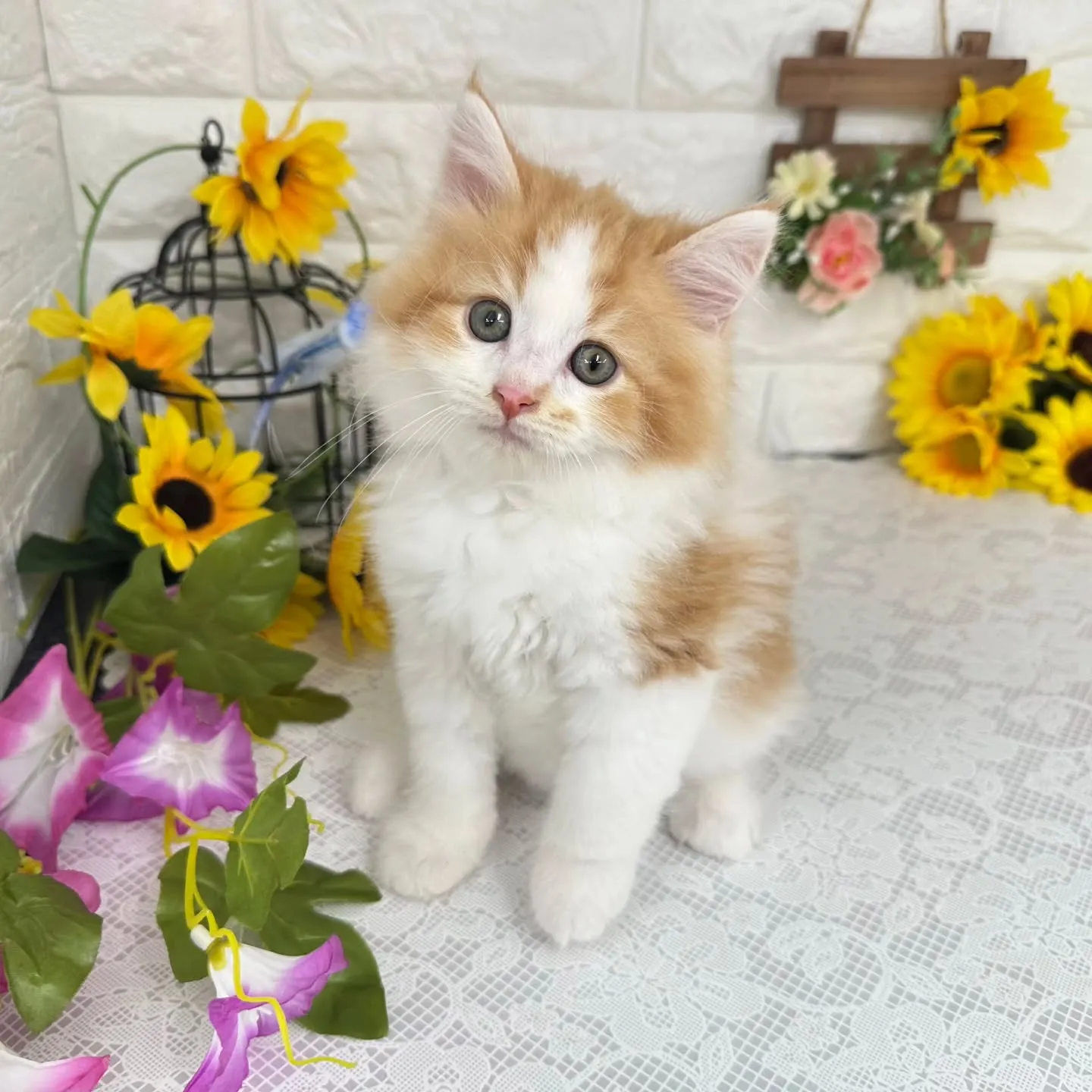 MIX🌻マンチカン×サイベリアン🌻
