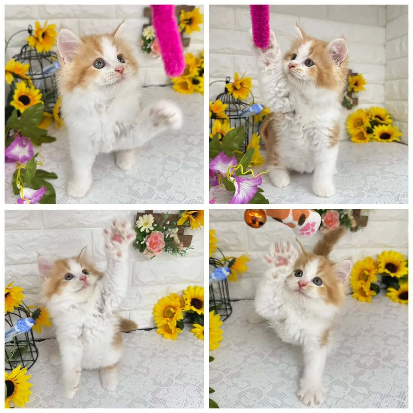 MIX🌻マンチカン×サイベリアン🌻