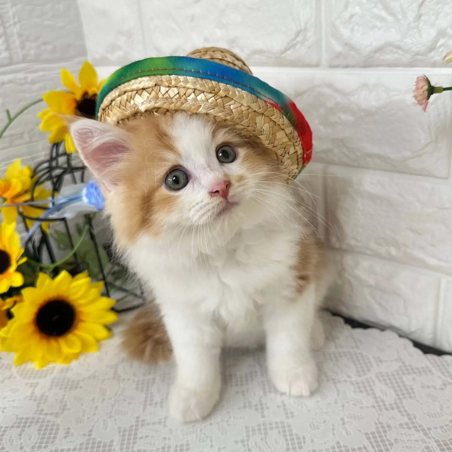 MIX🌻マンチカン×サイベリアン🌻