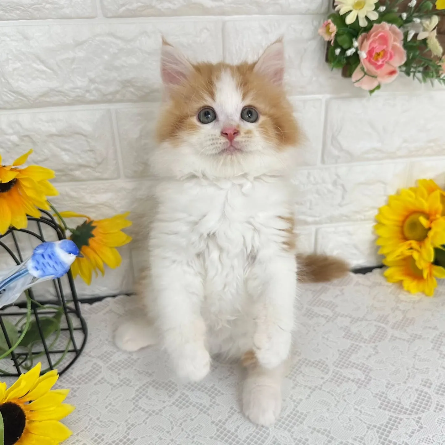 MIX🌻マンチカン×サイベリアン🌻