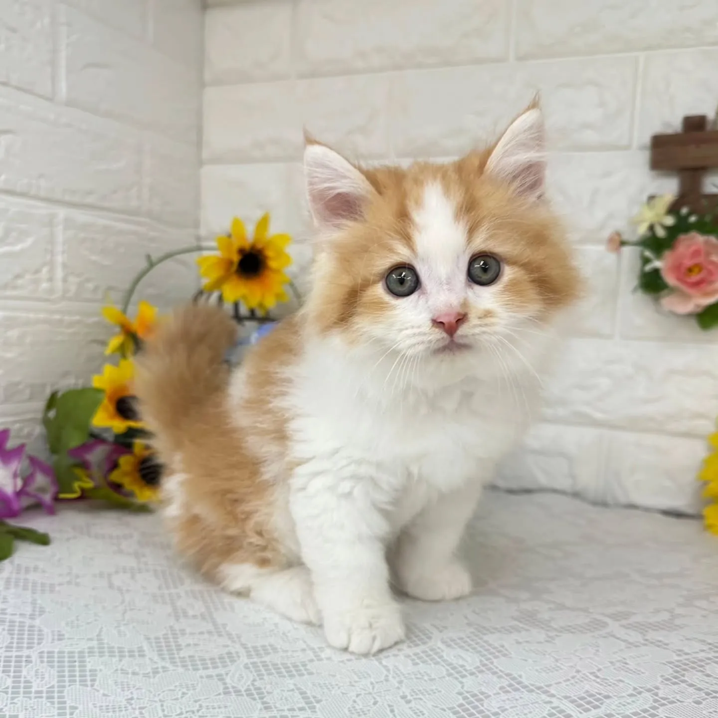 MIX🌻マンチカン×サイベリアン🌻