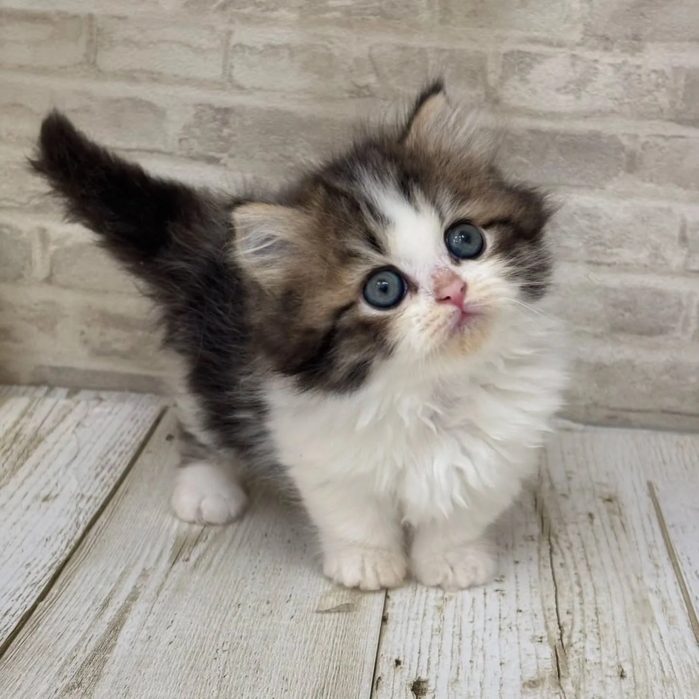 Yさまご契約にゃんこちゃんです🐱❤️