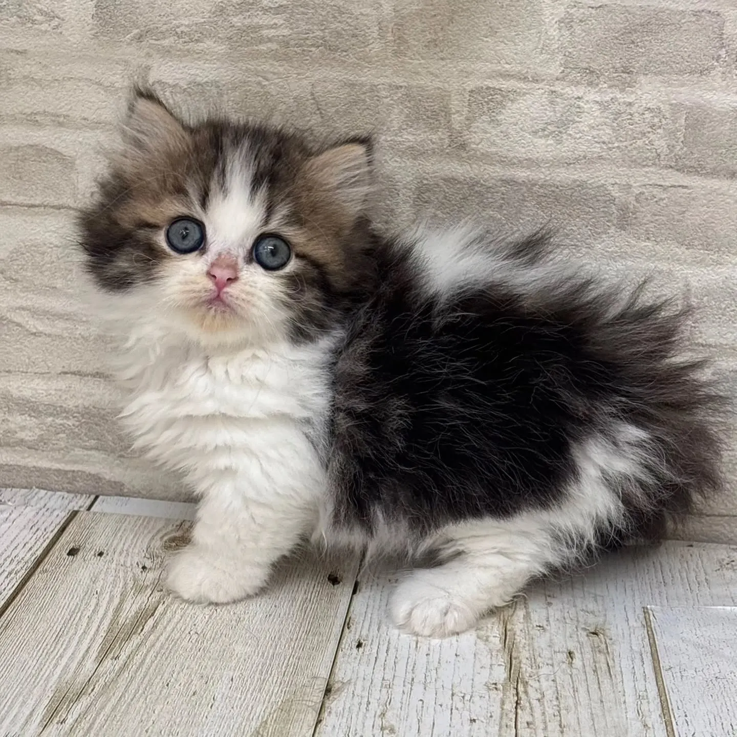 Yさまご契約にゃんこちゃんです🐱❤️
