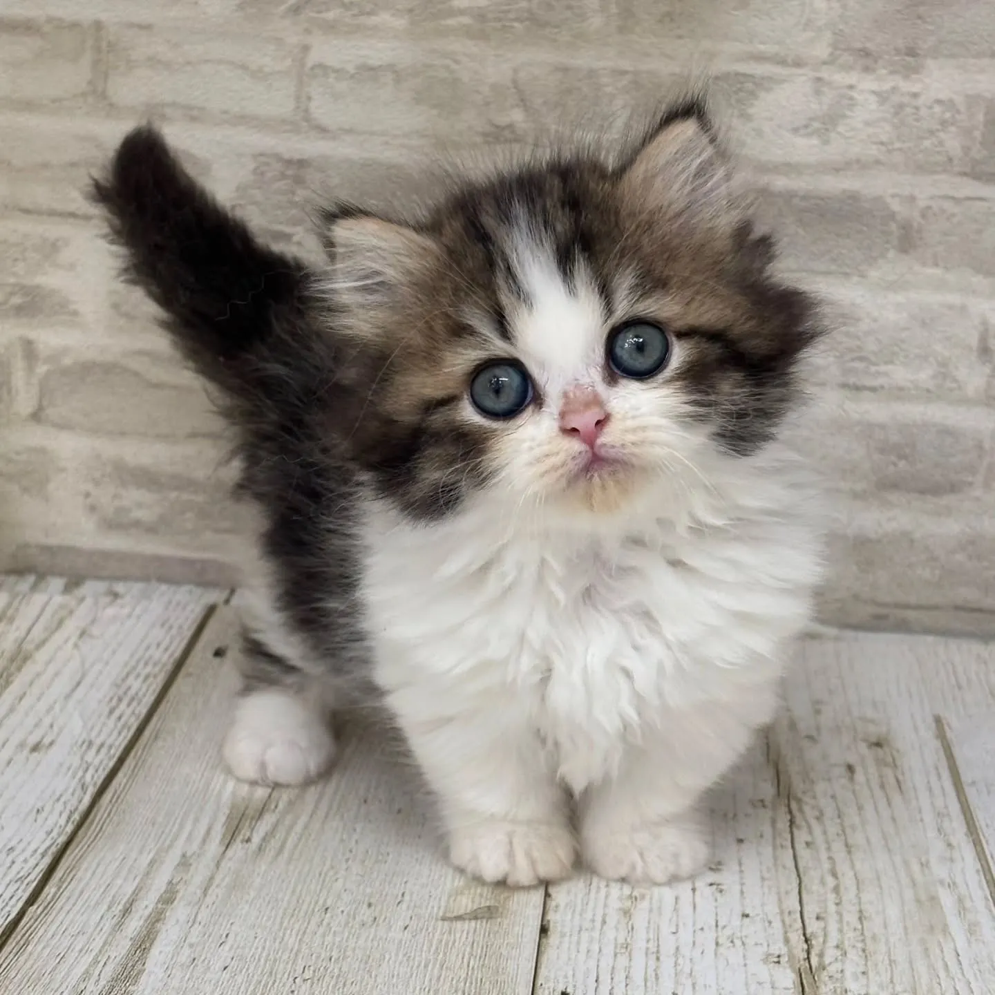 Yさまご契約にゃんこちゃんです🐱❤️
