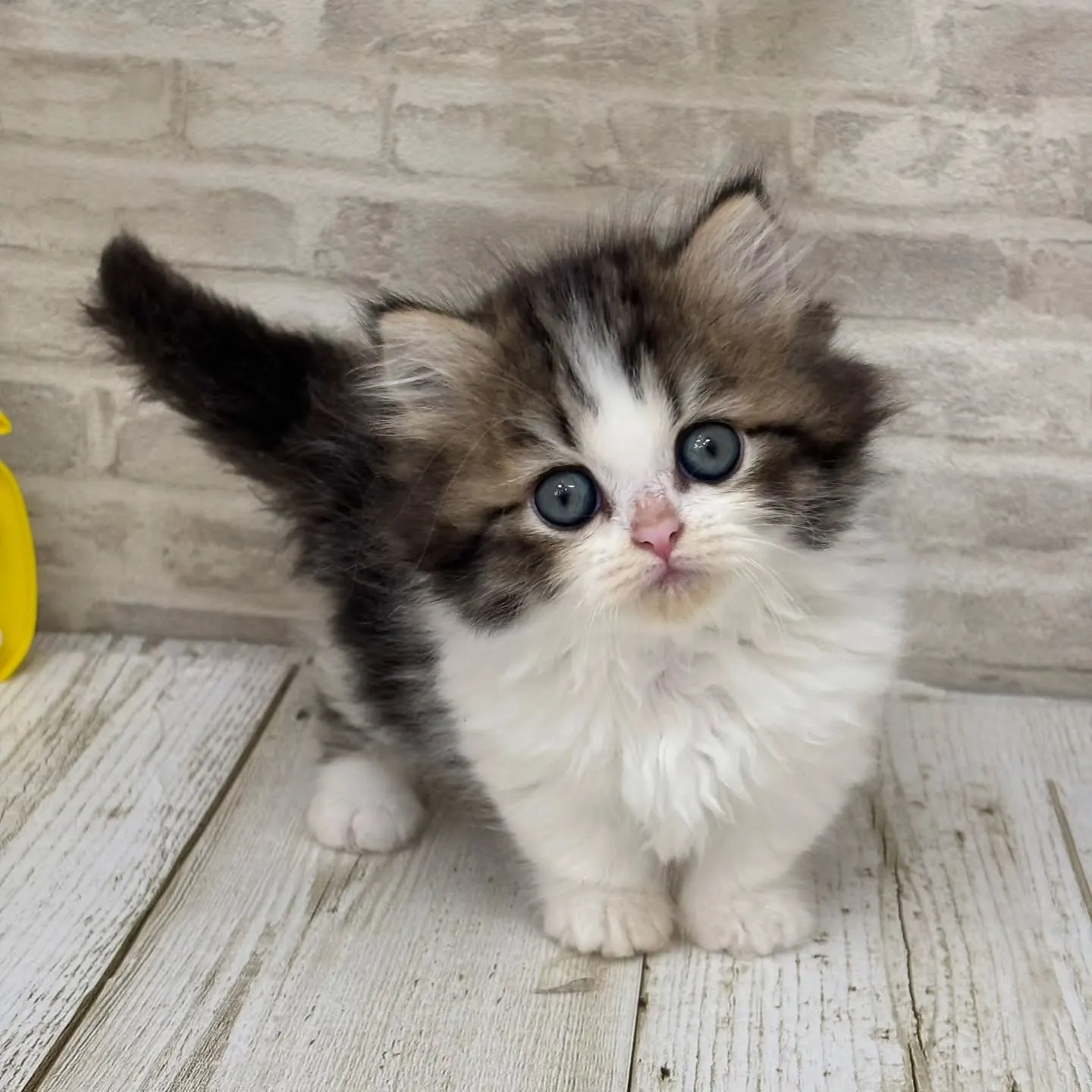 Yさまご契約にゃんこちゃんです🐱❤️
