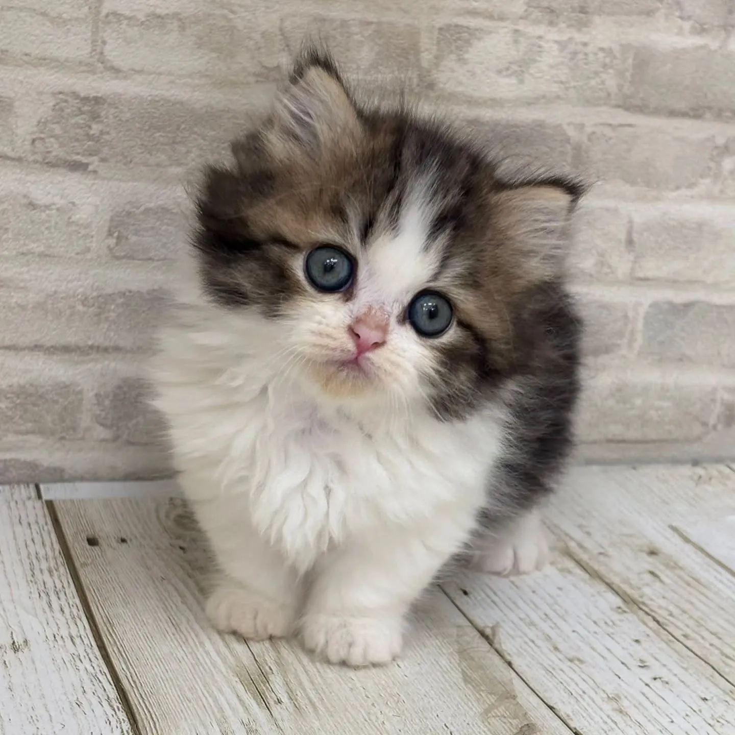 Yさまご契約にゃんこちゃんです🐱❤️