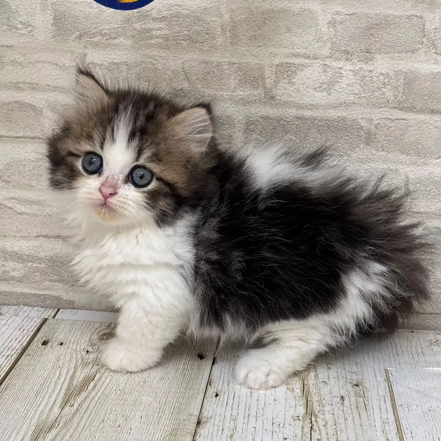 Yさまご契約にゃんこちゃんです🐱❤️