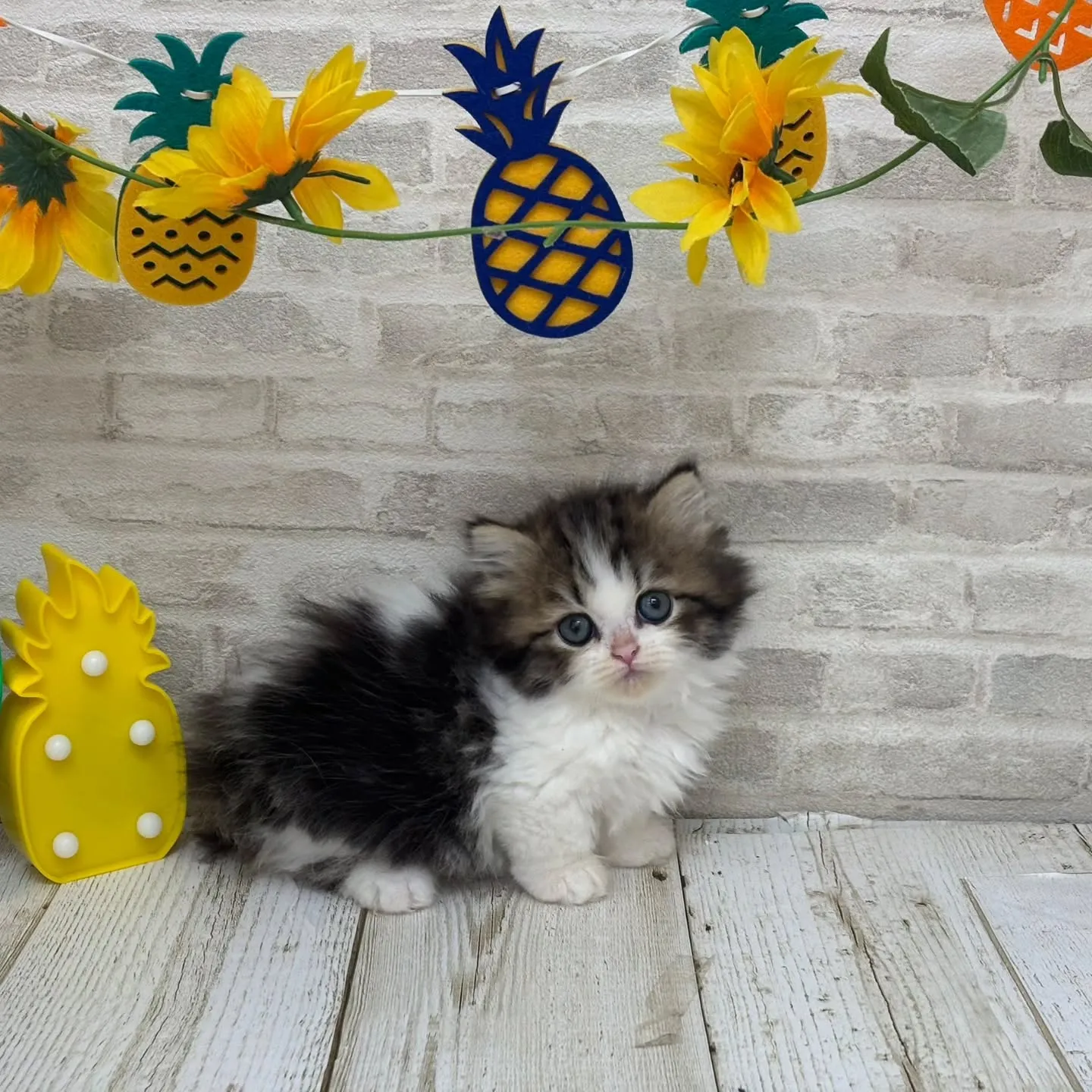 Yさまご契約にゃんこちゃんです🐱❤️