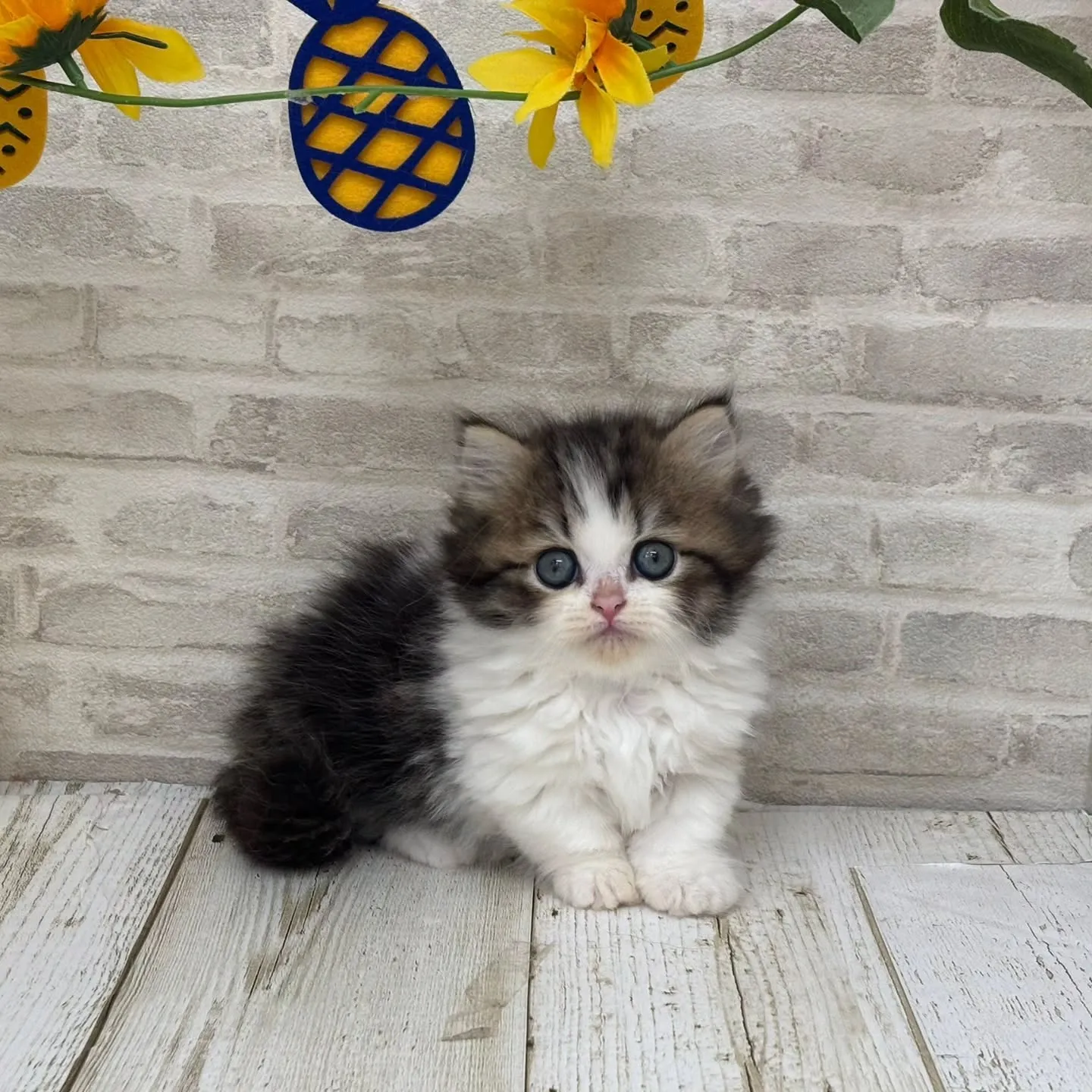 Yさまご契約にゃんこちゃんです🐱❤️