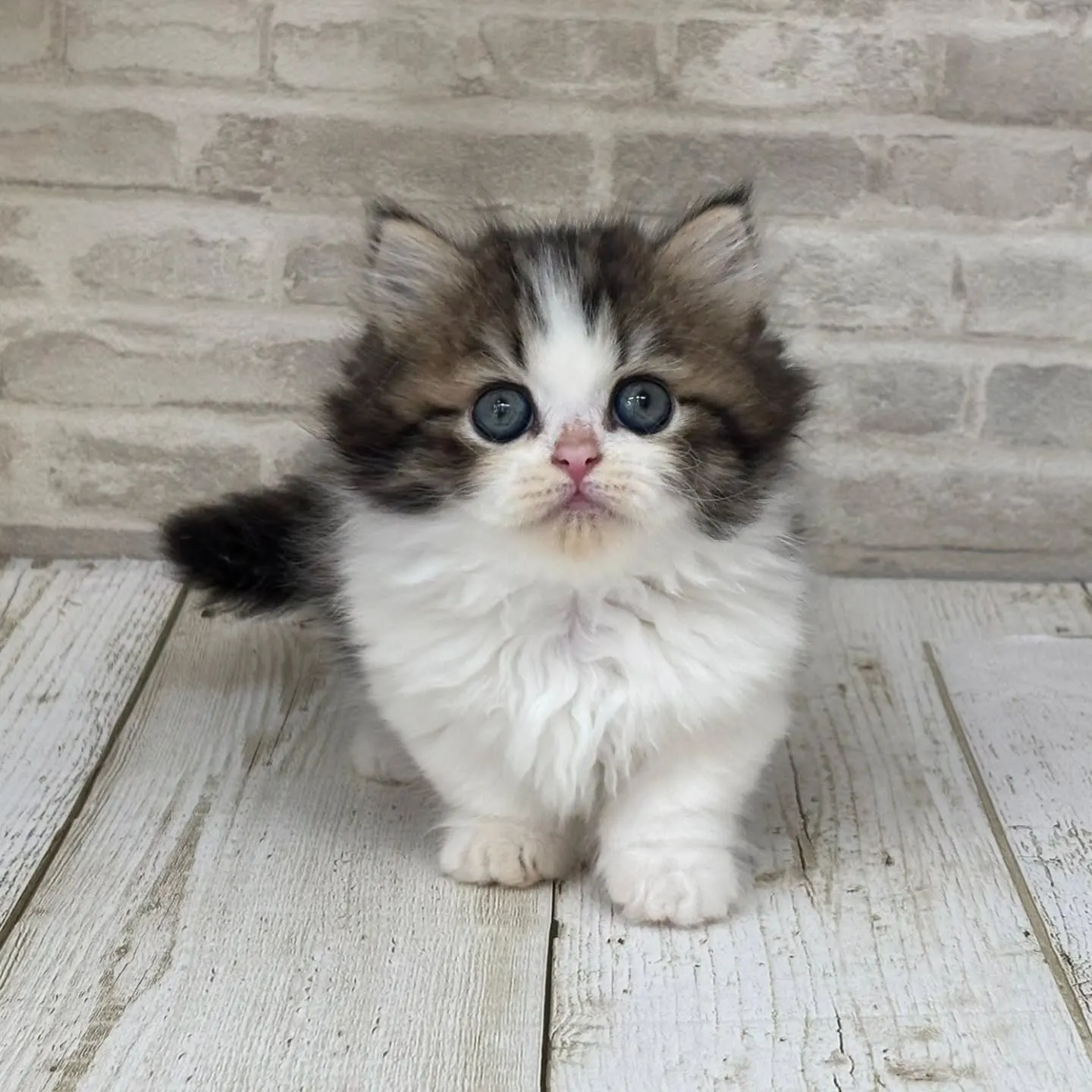 Yさまご契約にゃんこちゃんです🐱❤️