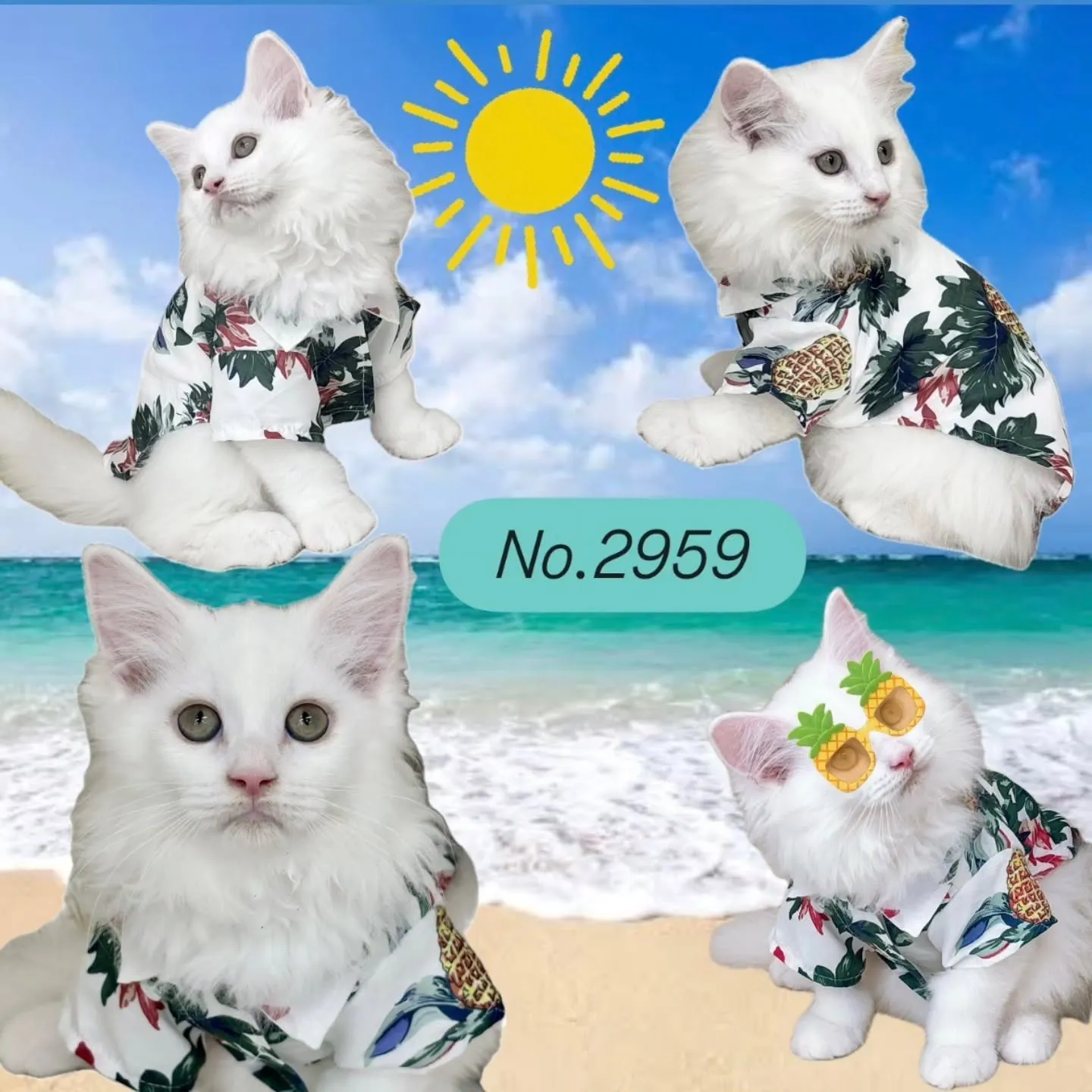 現在ご紹介中のサイベリアンの男の子です🌴☀
