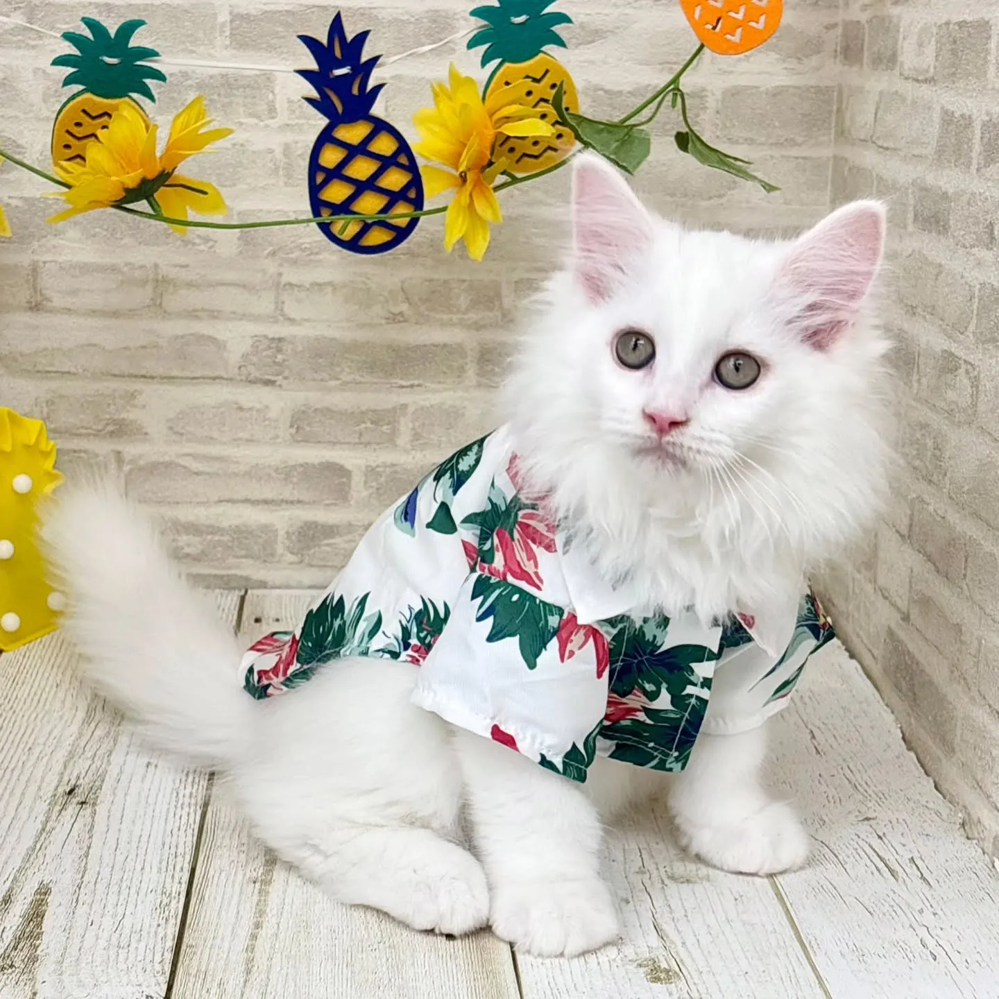 現在ご紹介中のサイベリアンの男の子です🌴☀