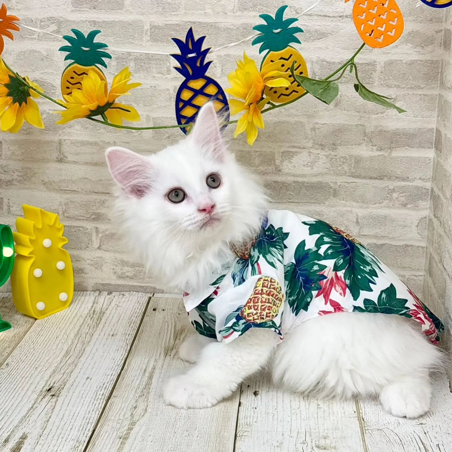 現在ご紹介中のサイベリアンの男の子です🌴☀