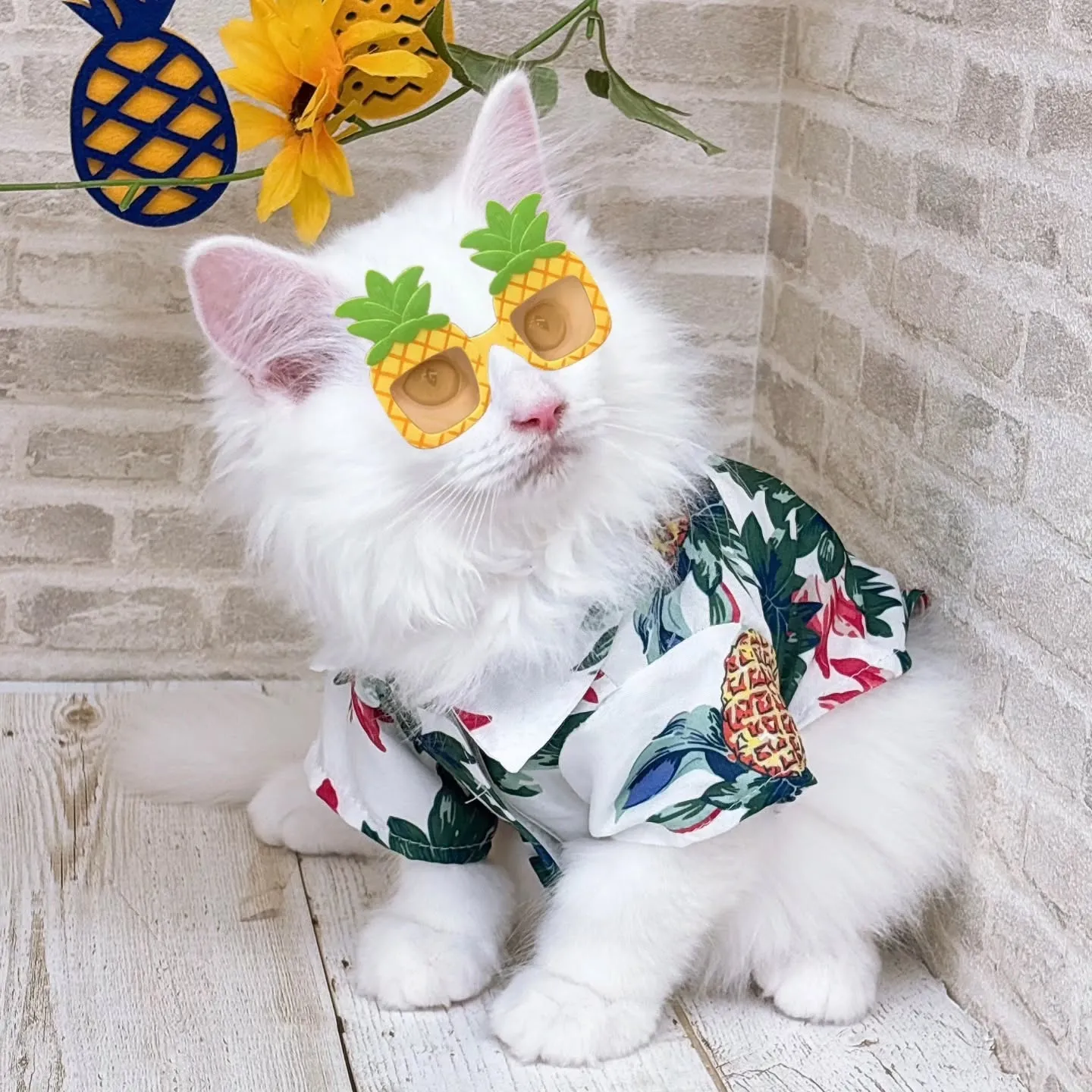 現在ご紹介中のサイベリアンの男の子です🌴☀