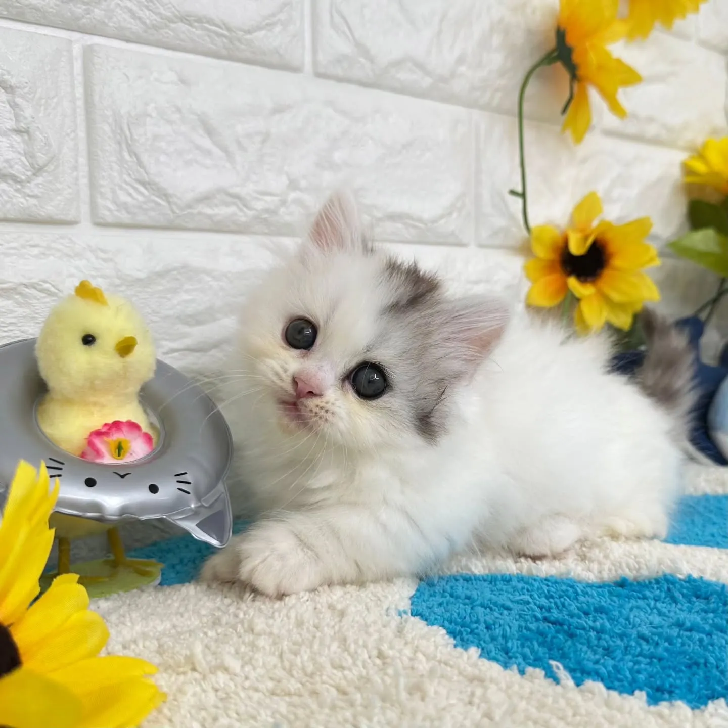 可愛いすぎる❤️とにかく可愛い❤
