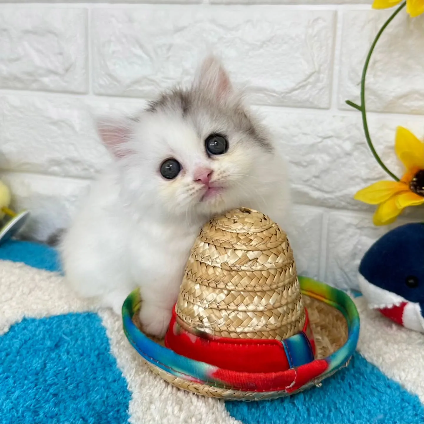 可愛いすぎる❤️とにかく可愛い❤
