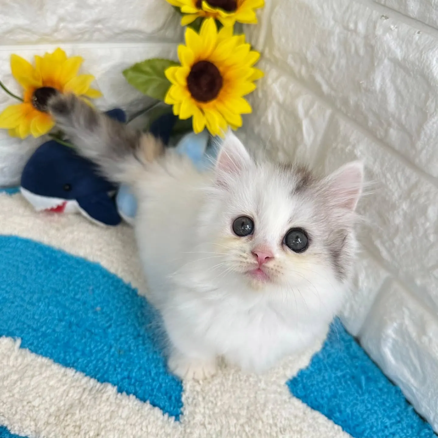 可愛いすぎる❤️とにかく可愛い❤