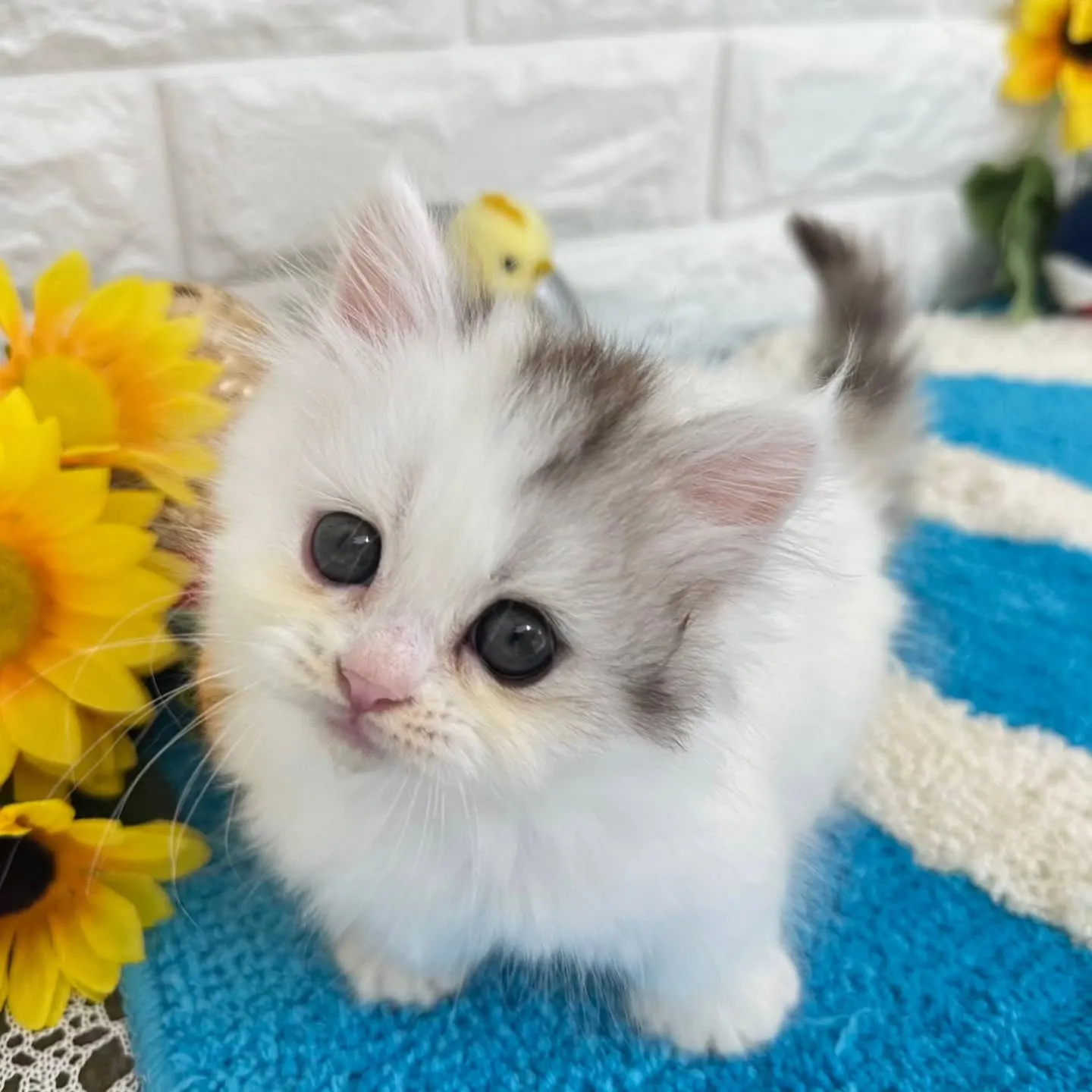 可愛いすぎる❤️とにかく可愛い❤