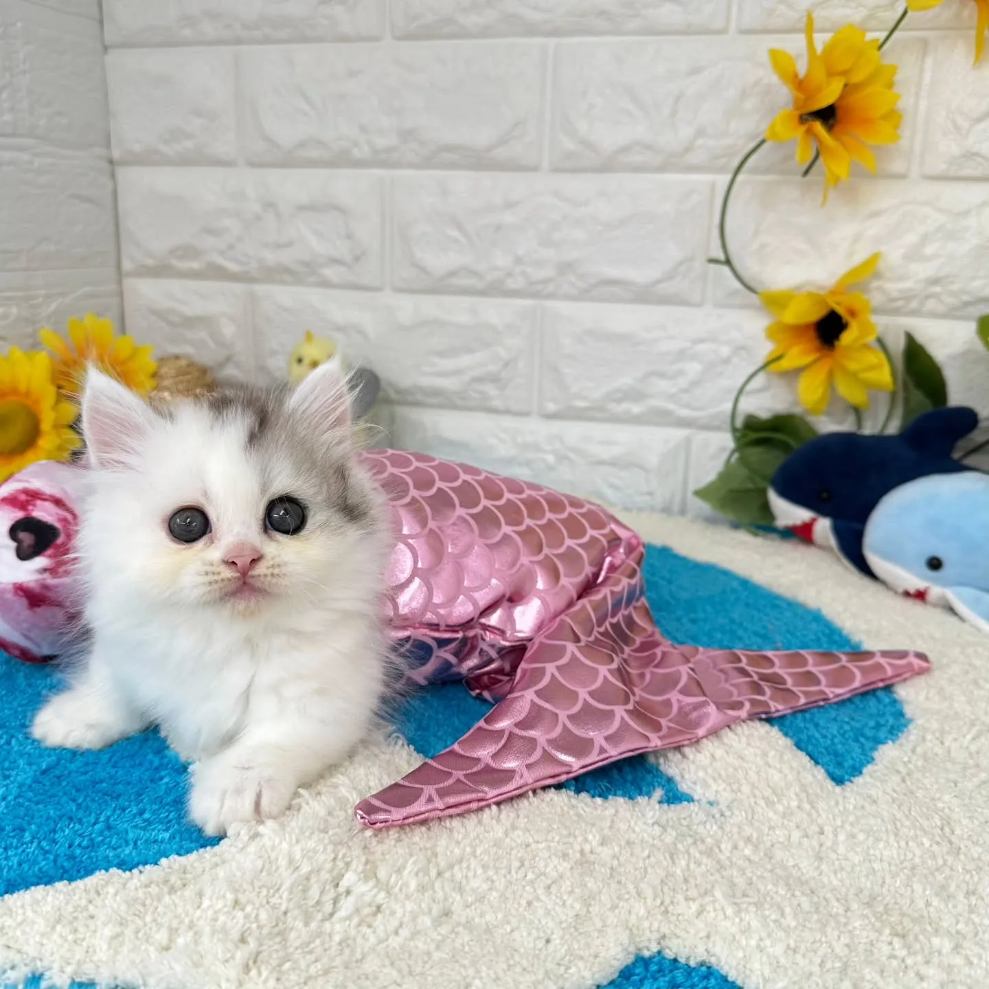 可愛いすぎる❤️とにかく可愛い❤