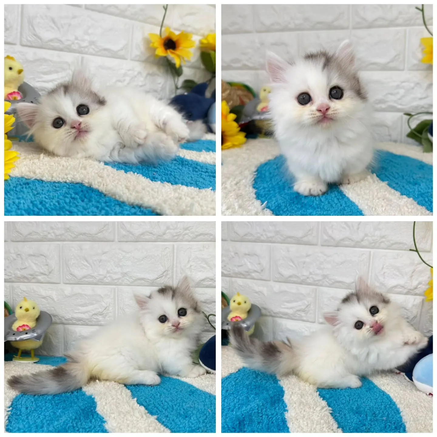 可愛いすぎる❤️とにかく可愛い❤