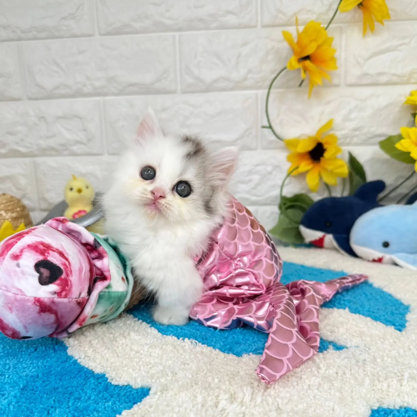 可愛いすぎる❤️とにかく可愛い❤