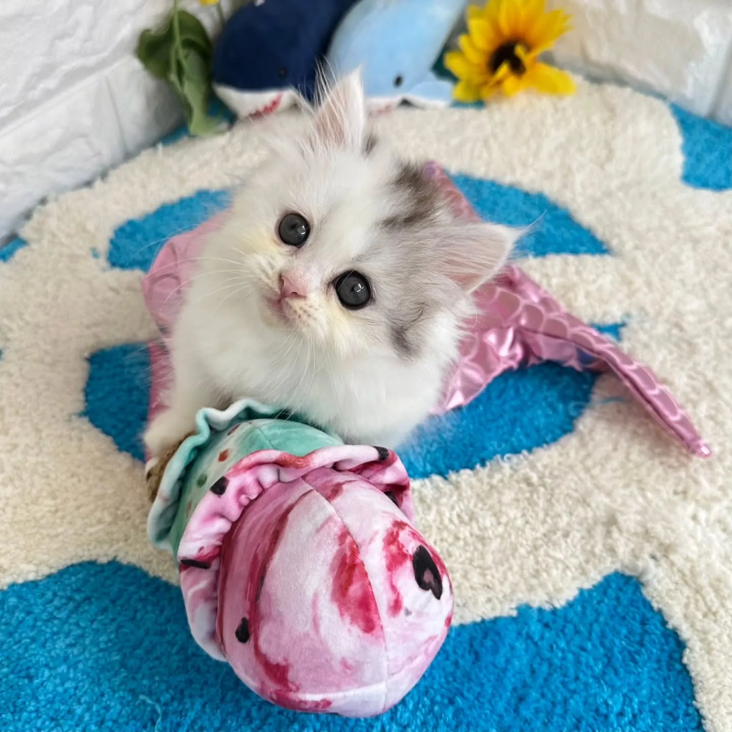 可愛いすぎる❤️とにかく可愛い❤