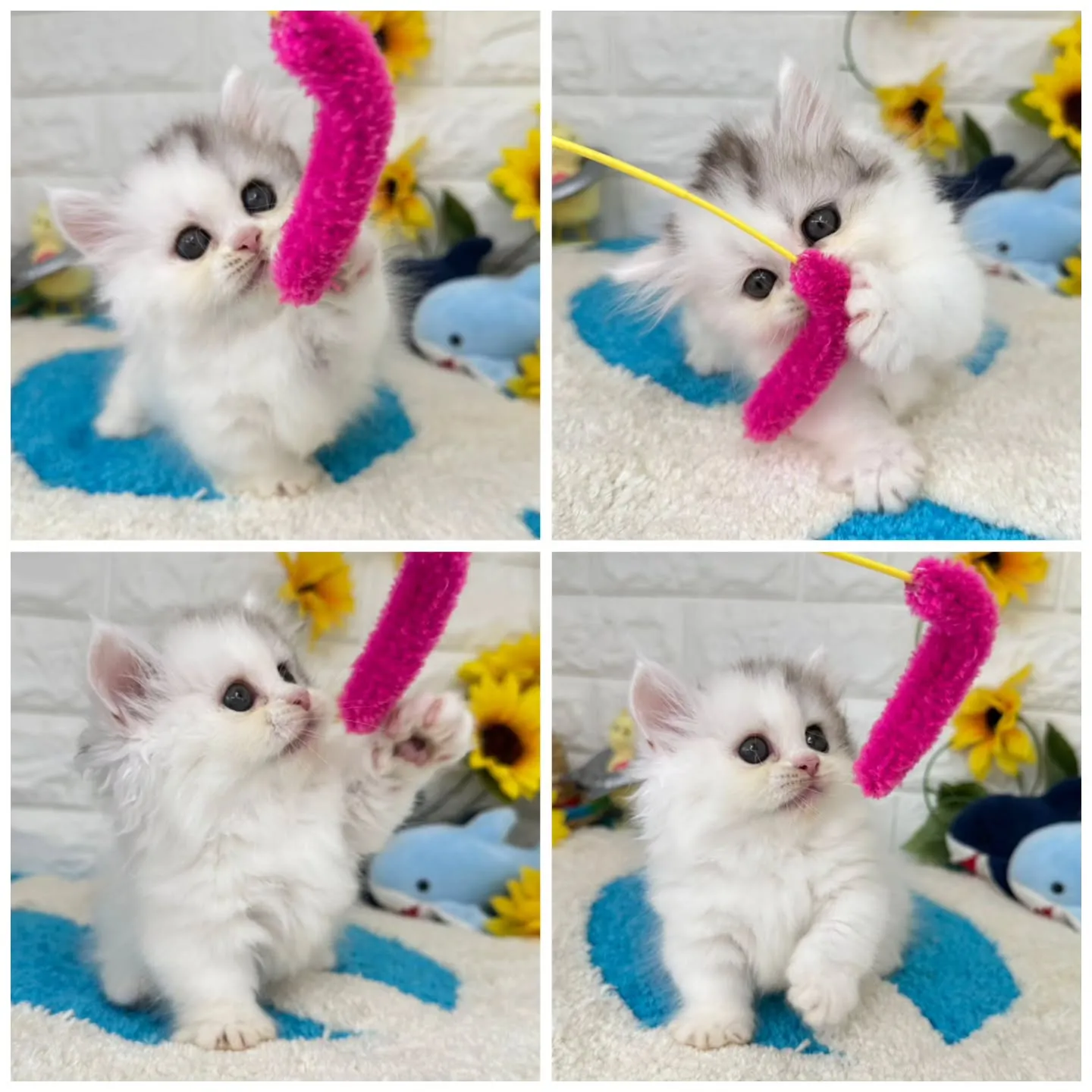 可愛いすぎる❤️とにかく可愛い❤