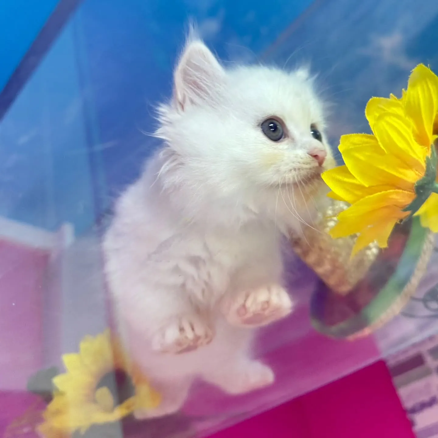 全力で遊ぶにゃ🐱❤️