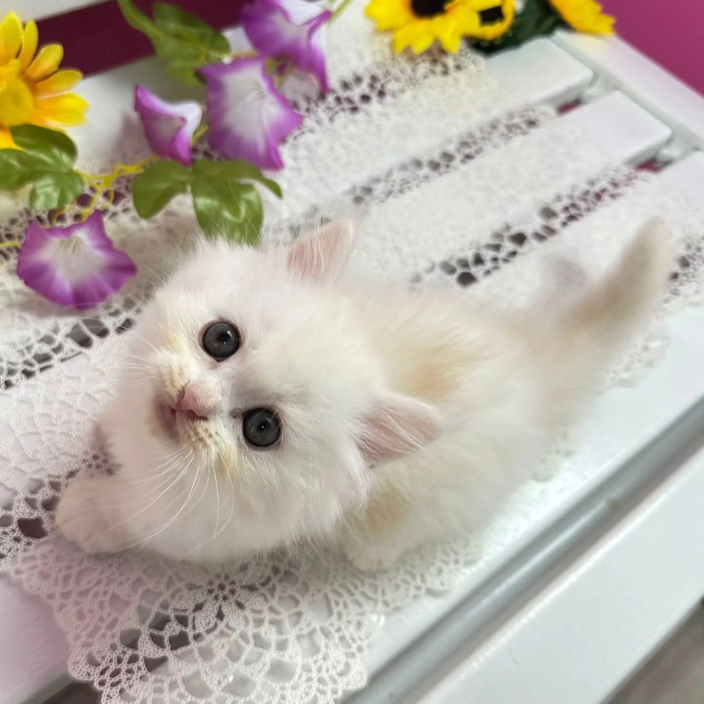 全力で遊ぶにゃ🐱❤️