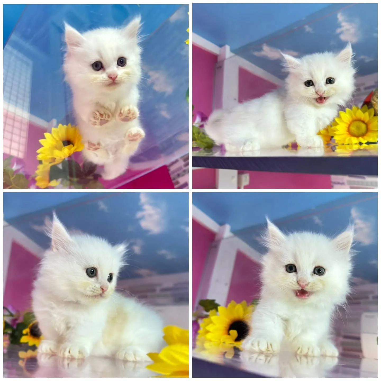 全力で遊ぶにゃ🐱❤️