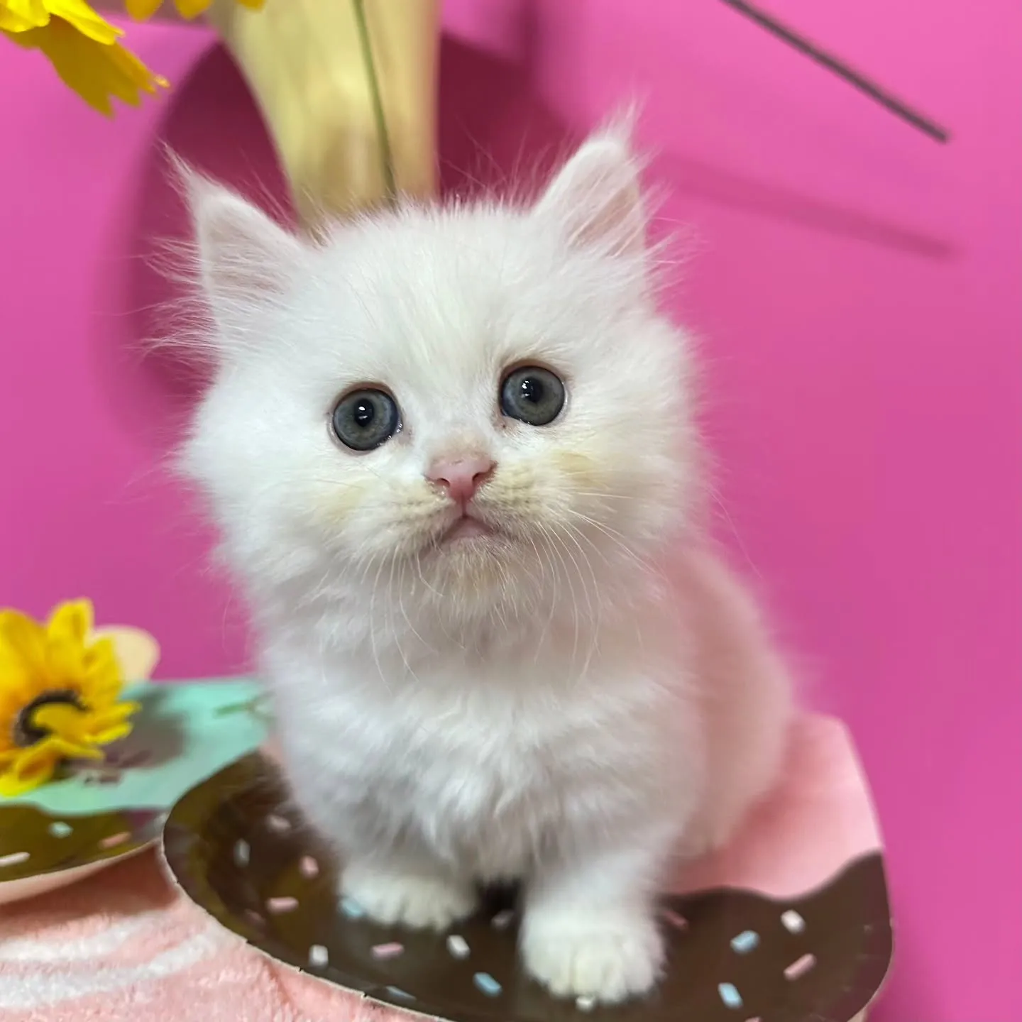 全力で遊ぶにゃ🐱❤️