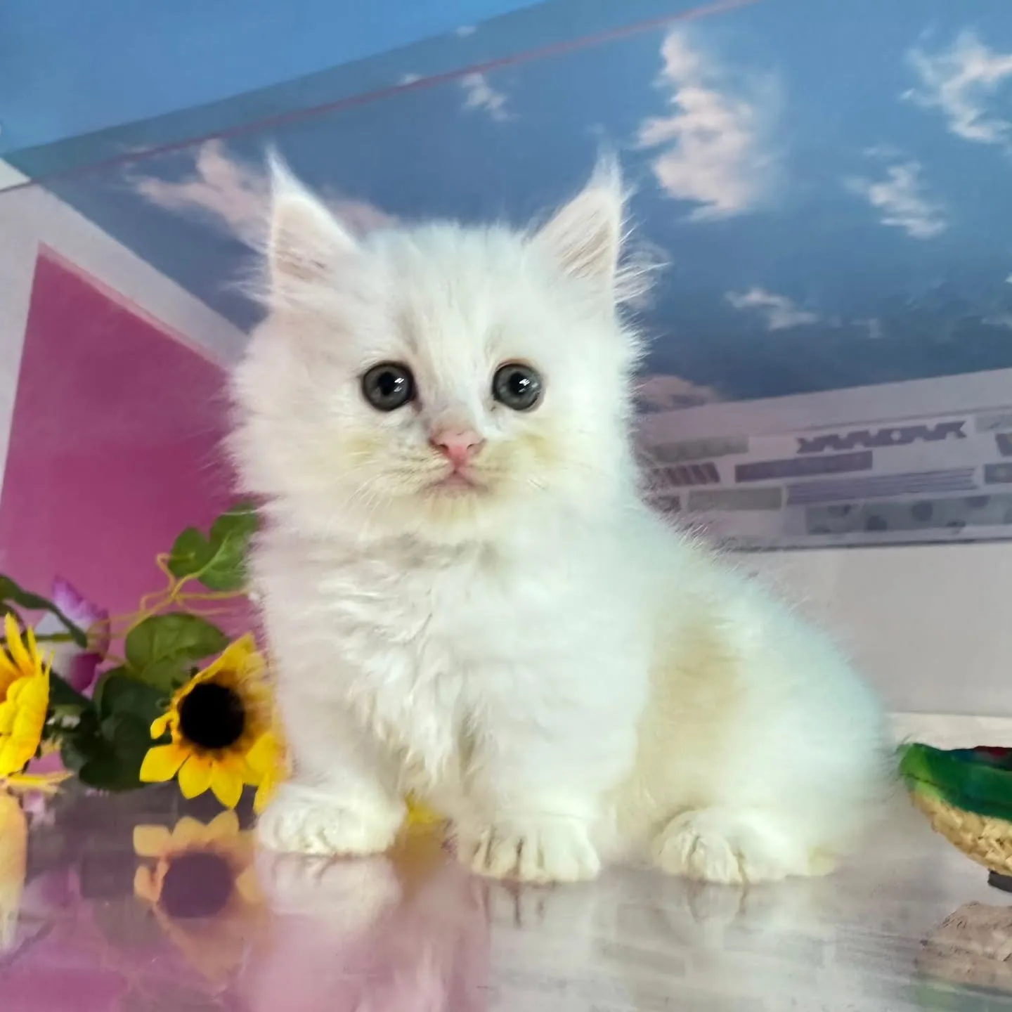 全力で遊ぶにゃ🐱❤️